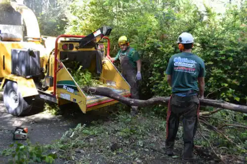 tree services Laguna Woods